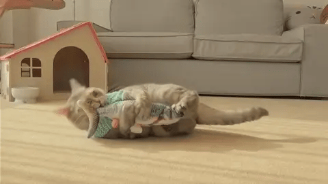 Tanzender Fisch Katzenspielzeug