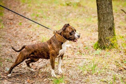 „The Crown" Halsband