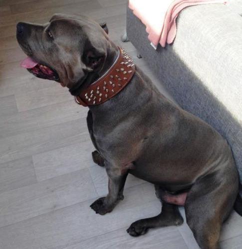 „The Crown" Halsband