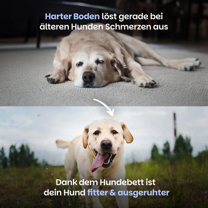 Beruhigendes Hundebett