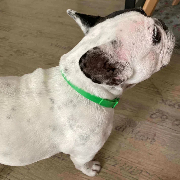 Floh- und Zeckenschutz Halsband